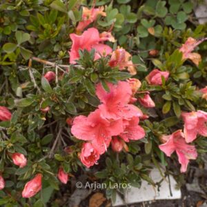 Rhododendron nakaharae 'Michael Hill'