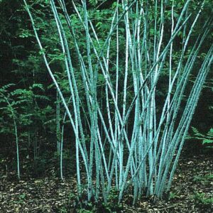 Rubus cockburnianus