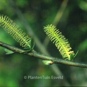 Salix triandra 'Semperflorens'