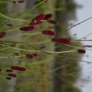 Sanguisorba 'Cangshan Cranberry'