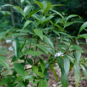 Sarcococca vagans