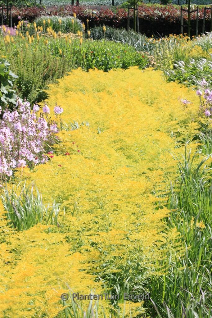 Solidago 'Golden Mosa'