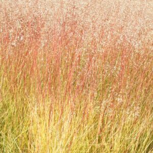 Sporobolus heterolepis 'Cloud'