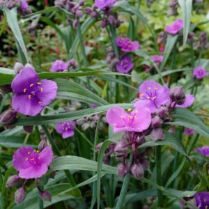 Tradescantia andersoniana 'JS Brainstorm'