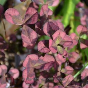Trifolium repens 'Isabella'