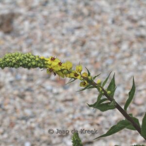 Verbascum 'Densiflorum'