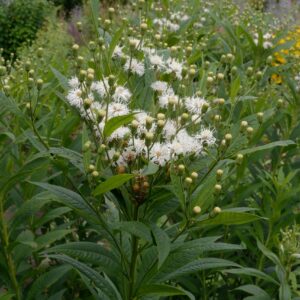 Vernonia 'Speyerer Schneekuppel'