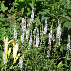 Veronicastrum virginicum 'Lila Karina'