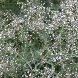 Gypsophila paniculata