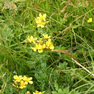 Hypericum richeri