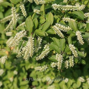 Itea virginica