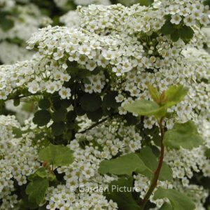 Spiraea trilobata