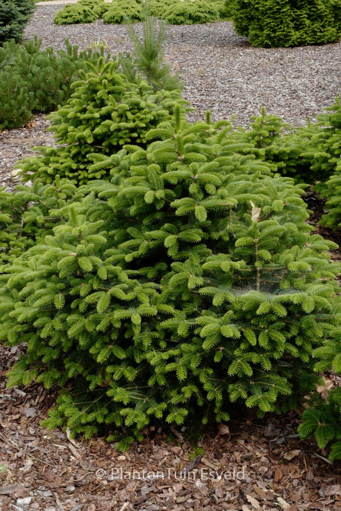 Abies cephalonica 'Meyer's Dwarf'
