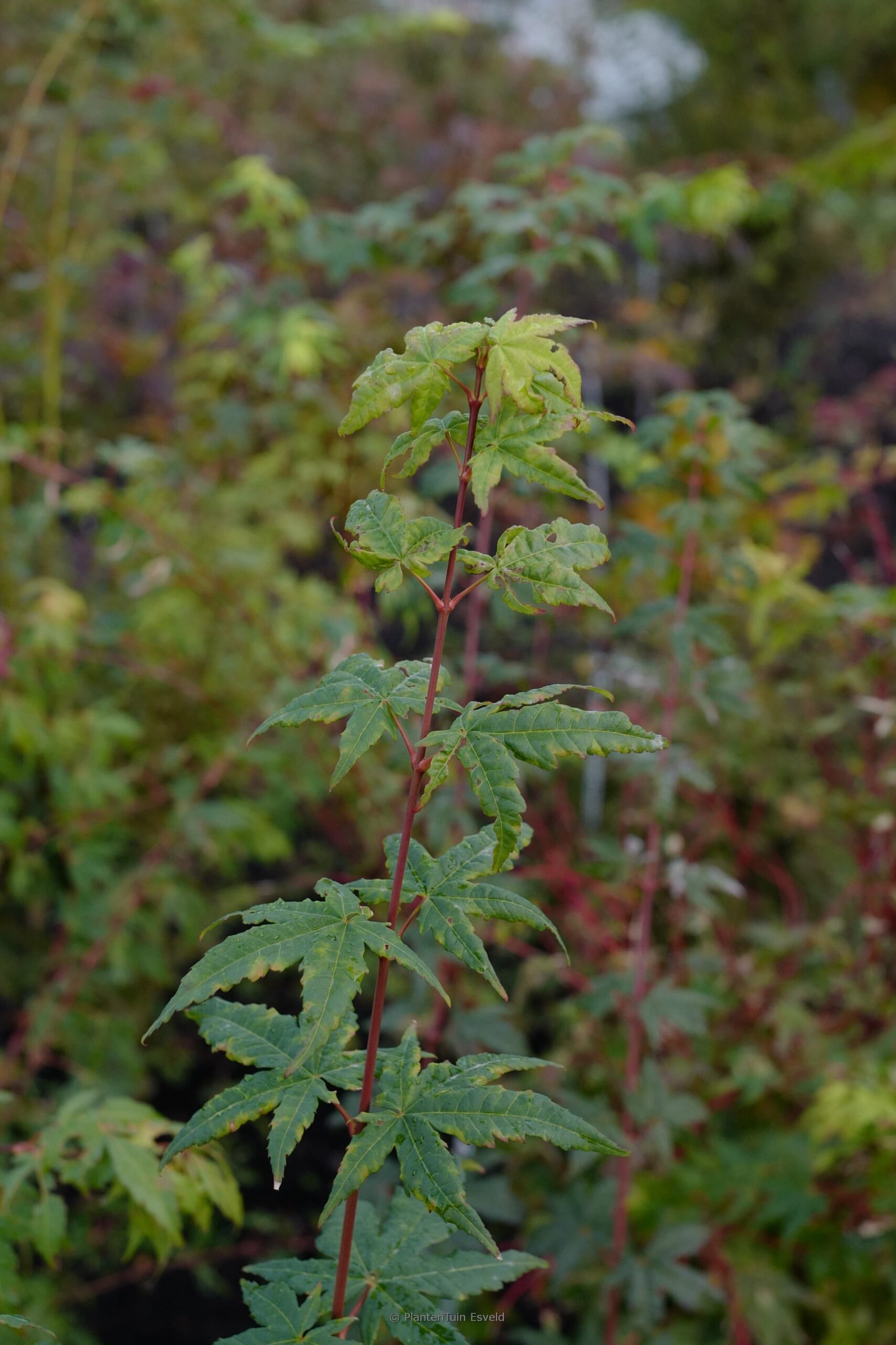 Acer palmatum 'Asian Queen'