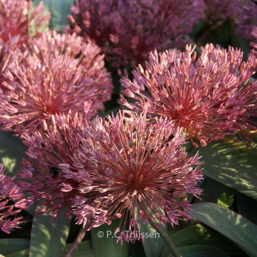 Allium nevskianum