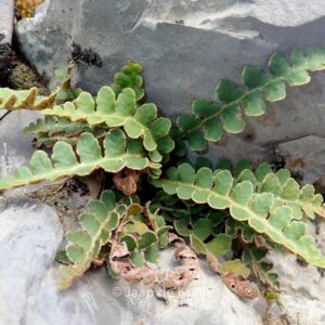 Asplenium ceterach