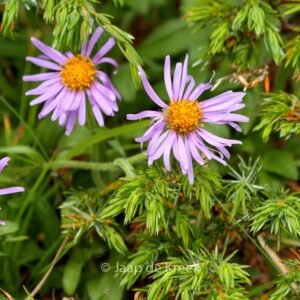 Aster alpinus