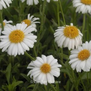 Aster alpinus 'Albus'