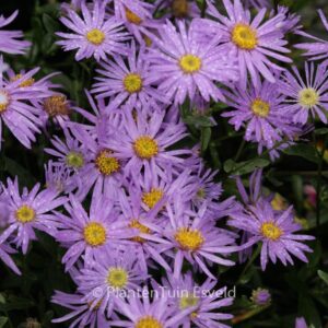Aster amellus 'Sternkugel'