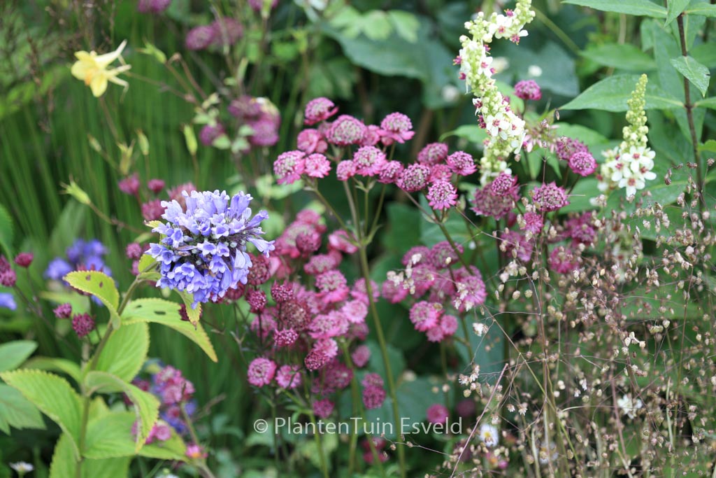 Astrantia major 'Rubra'