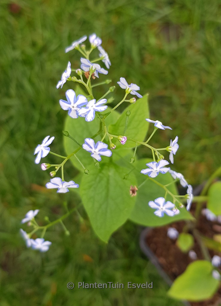 Brunnera macrophylla 'Starry Eyes'