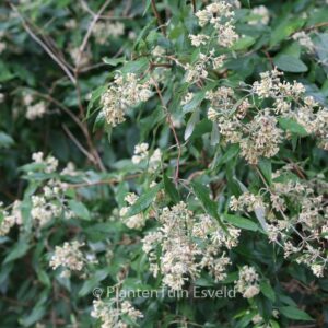 Buddleja auriculata