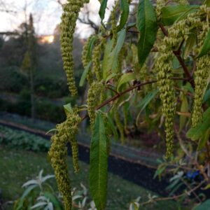 Buddleja forrestii