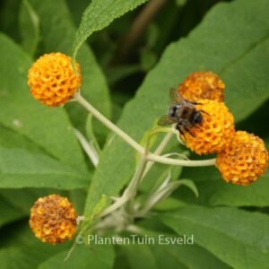 Buddleja globosa