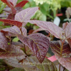 Calycanthus floridus 'Foxy Lady'