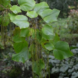Catalpa ovata