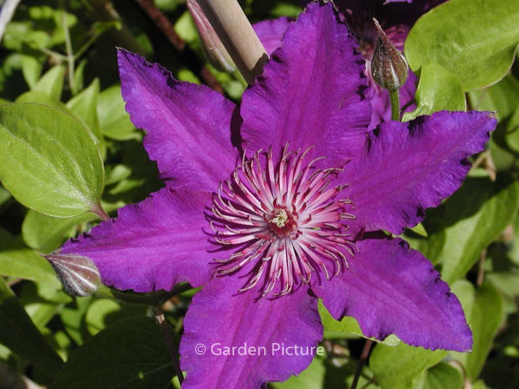 Clematis 'Maria Louise Jensen'