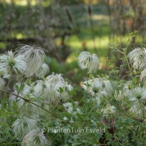 Clematis tibetana