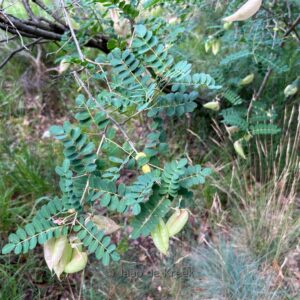 Colutea arborescens