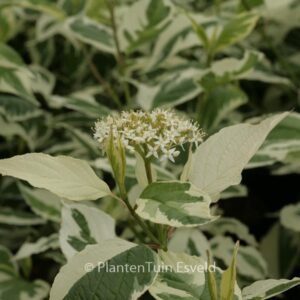 Cornus alba 'Sibirica Variegata'