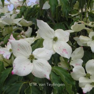 Cornus kousa 'Bultinck's Giant Flower'