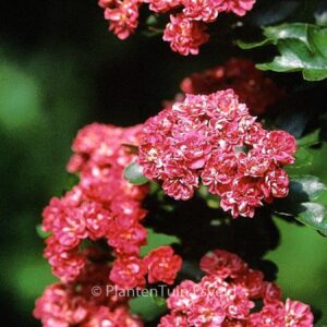 Crataegus grignonensis