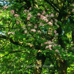 Crataegus monogyna 'Rosea'