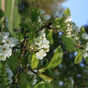 Crataegus submollis