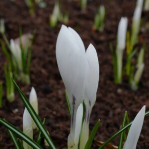 Crocus vernus 'Jeanne d'Arc'