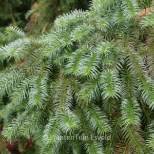 Cunninghamia lanceolata
