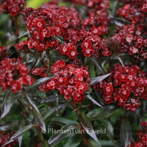 Dianthus barbatus 'Nigrescens'