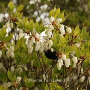 Enkianthus perulatus