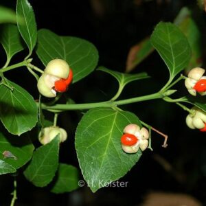 Euonymus tonkinensis