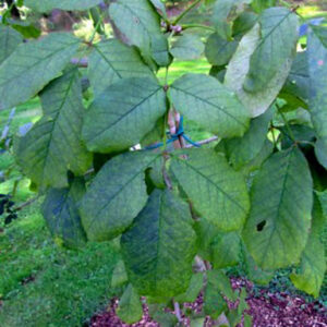 Fraxinus mandshurica