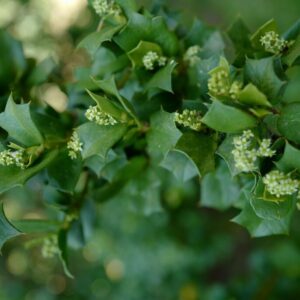 Griselinia jodinifolia