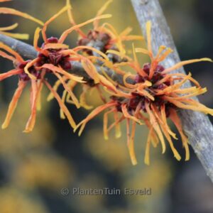 Hamamelis x intermedia 'Basma'