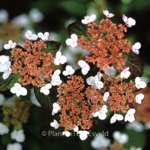 Hydrangea serrata 'Kurenai'