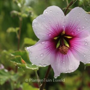 Lavatera maritima