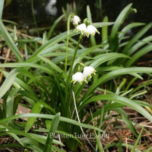 Leucojum vernum