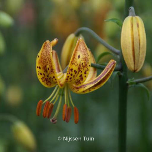Lilium 'Sunny Morning'